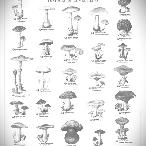 Petit guide du champignonneur